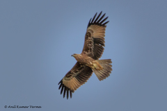 Brahminy Kite photo 6
