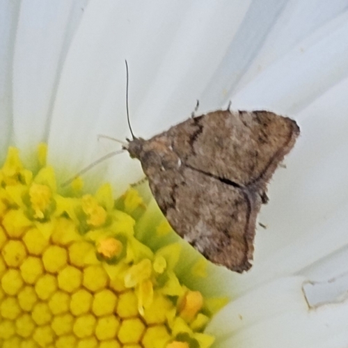 Apple Leaf Skeletonizer Moth photo 4