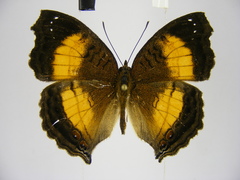 Junonia terea terea