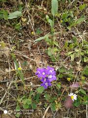 Legousia speculum-veneris