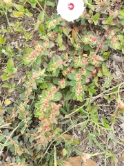 Euphorbia velleriflora