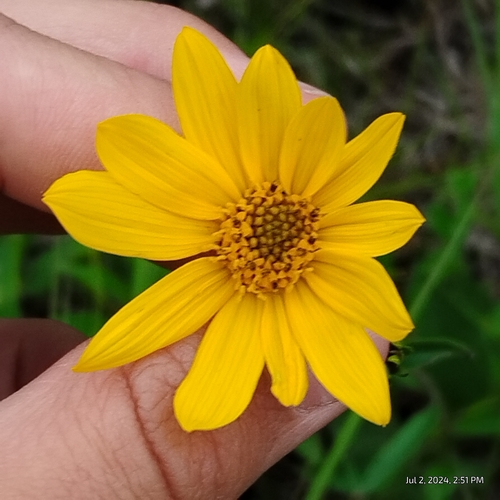 Image of Helianthus occidentalis by (c) Bryce, some rights reserved (CC BY)