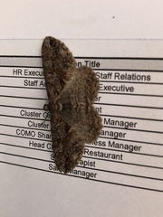 Neoalcis californiaria