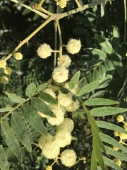 Acacia elata