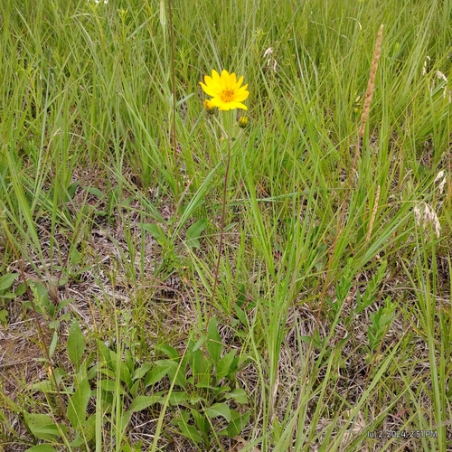 Image of Helianthus occidentalis by (c) Bryce, some rights reserved (CC BY)