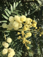 Acacia elata