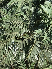 Acacia elata