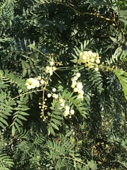 Acacia elata