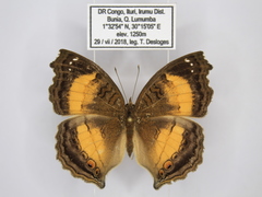 Junonia terea terea