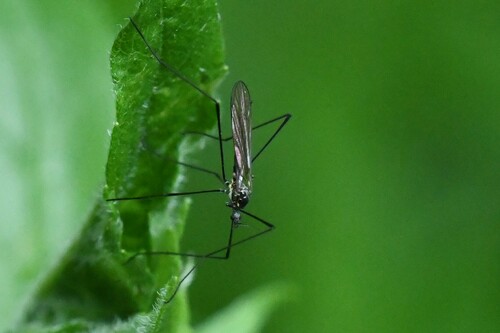 Ellipteroides lateralis