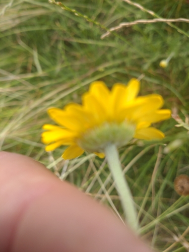 Cota tinctoria