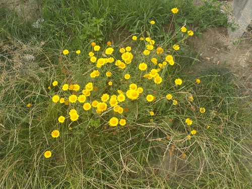 Cota tinctoria