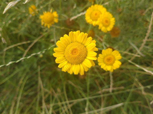 Cota tinctoria