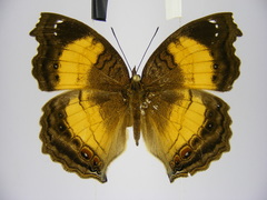 Junonia terea terea