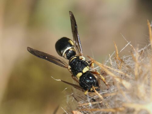 Leptochilus regulus
