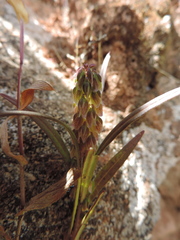 Polygala albida