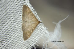 Mecyna mustelinalis