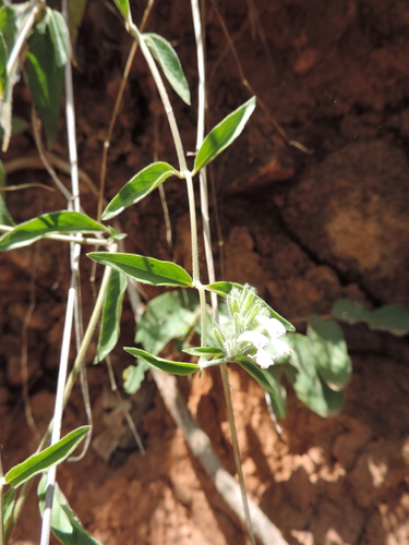 Hypoestes forskaolii image