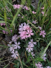 Silene hookeri