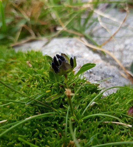 Raponzolina