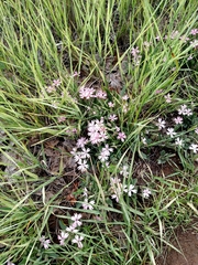 Silene hookeri