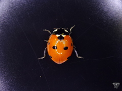 Coccinella septempunctata