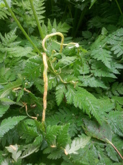 Puccinia chaerophylli