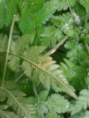 Puccinia chaerophylli