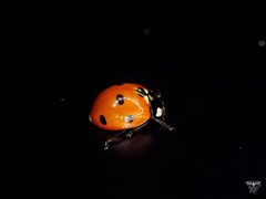 Coccinella septempunctata