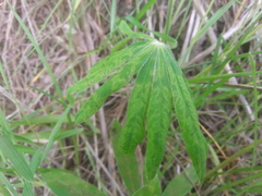 Lupinus mosaic virus