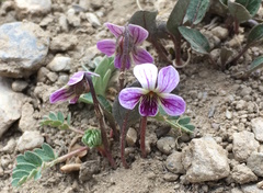 Viola kunawarensis