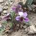 Viola kunawarensis - Photo (c) Jennifer Chandler, some rights reserved (CC BY-NC), uploaded by Jennifer Chandler