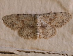 Scopula luridata