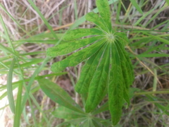 Lupinus mosaic virus
