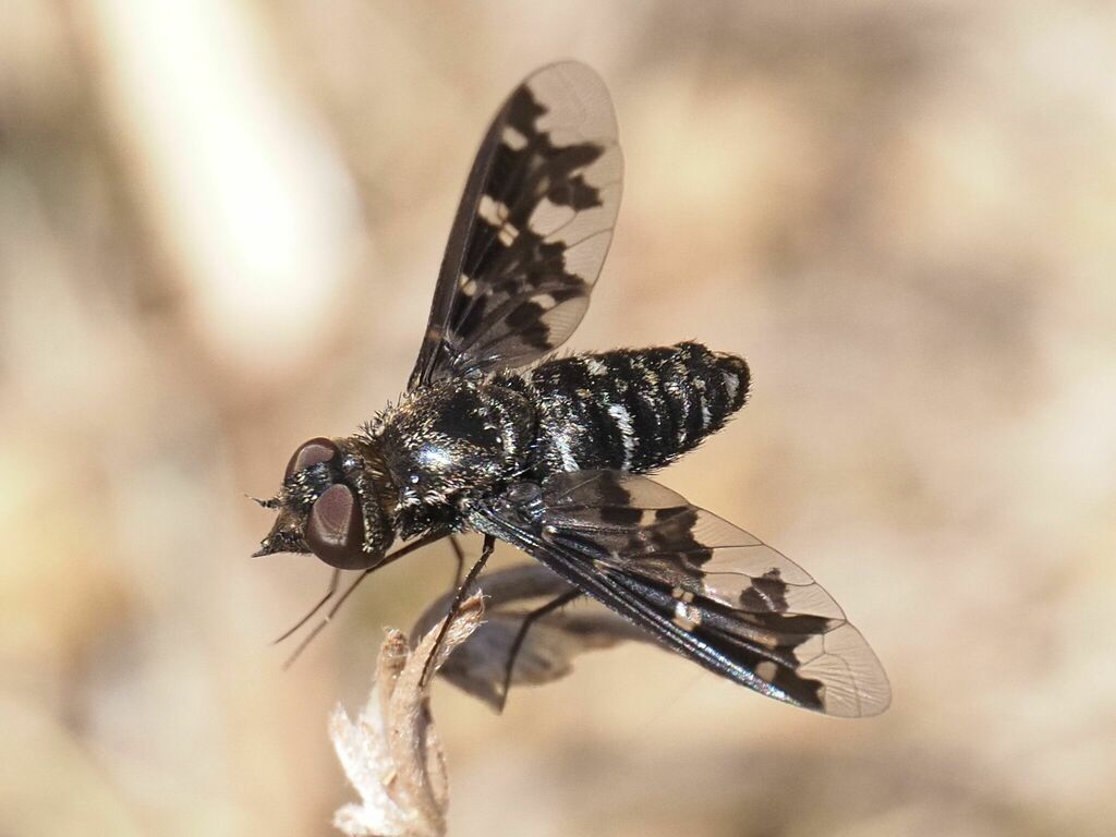 Exoprosopa pandora