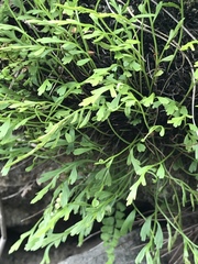 Asplenium × alternifolium