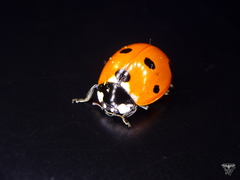 Coccinella septempunctata