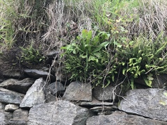 Asplenium × alternifolium