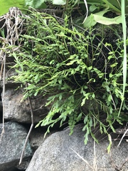 Asplenium × alternifolium