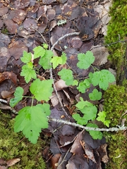 Ribes alpinum