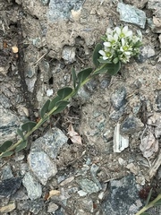 Telephium imperati
