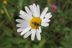 Capsodes flavomarginatus