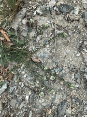 Telephium imperati