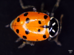 Hippodamia convergens