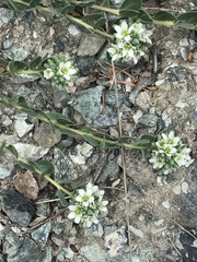 Telephium imperati