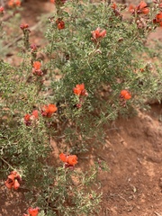 Sphaeralcea coccinea