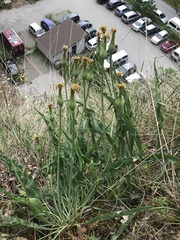 Takhtajaniantha austriaca