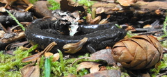 Desmognathus fuscus image