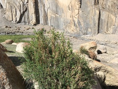 Lonicera microphylla