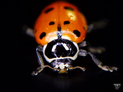 Hippodamia convergens